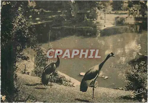 Cartes postales moderne Vichy Parc d'Allier Les Grues