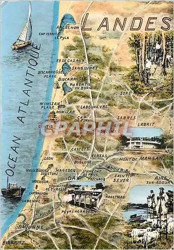 Cartes postales moderne Les Landes Berger Moutons