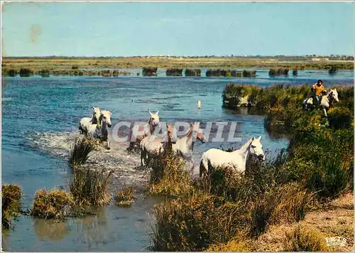 Cartes postales moderne Chevaux Sauvages dans les Marais