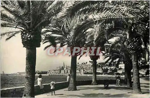 Cartes postales moderne Menton Vue Generale et Allee de Palmiers