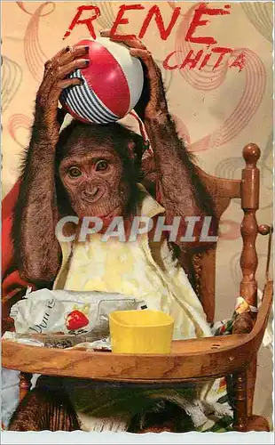 Cartes postales moderne Singe Chimpanze