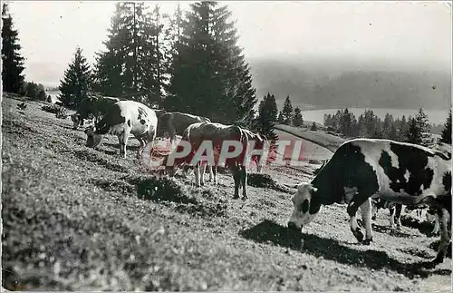Cartes postales moderne La Franche Comte Pittoresque Le Paturages Vaches