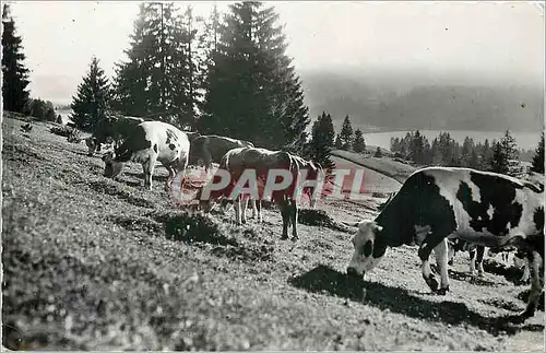 Moderne Karte La Franche Comte Pittoresque Le Paturages Vaches