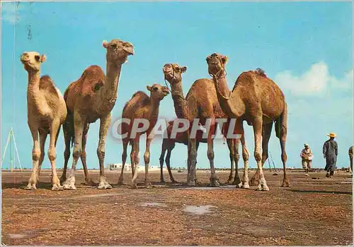 Moderne Karte Tunisie Camels prise for a snap shot