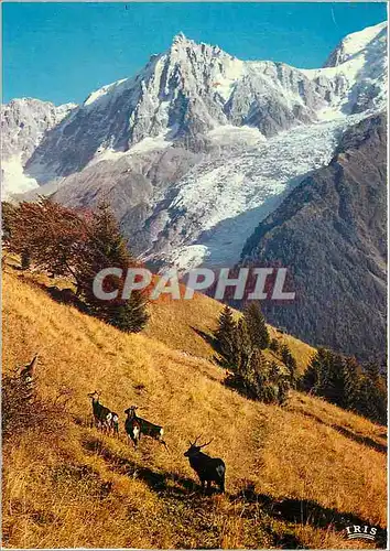 Cartes postales moderne Les Daims en liberte dans le fond la Verte et les Drus