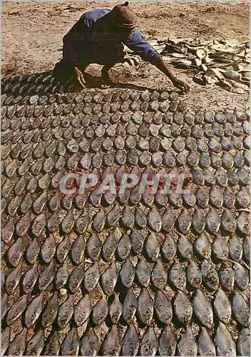 Cartes postales moderne Sechage du Poisson Senegal