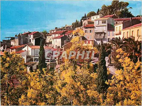 Cartes postales moderne Bormes les Mimosas Var Le Village fleuri de la Cote d'Azur
