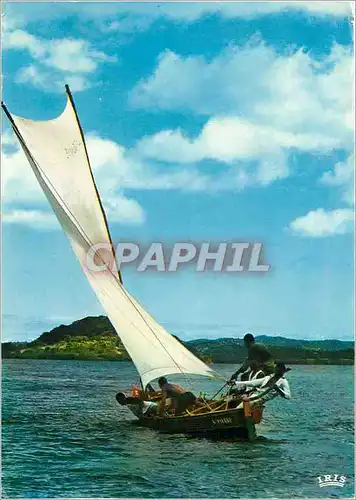 Cartes postales moderne Martinique Course de gommiers Acacia race Bateau