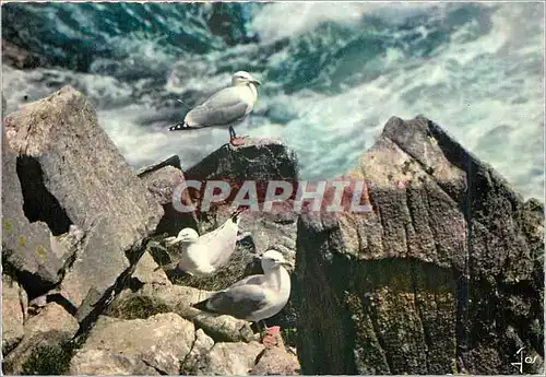 Cartes postales moderne Oiseaux de Bretagne Goelands argentes