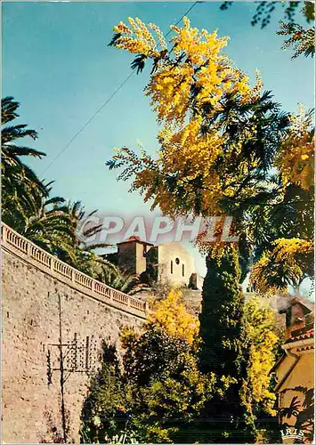 Cartes postales moderne Bormes les Mimosas Var La Chapelle