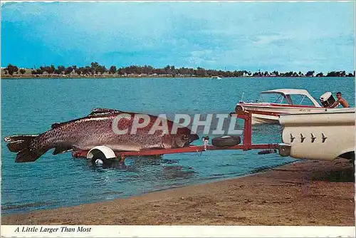 Cartes postales moderne A Little Larger than Most Poisson Truite Bateau