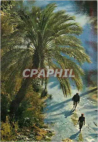 Cartes postales moderne Oasis de Nefta