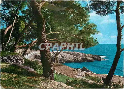 Cartes postales moderne Cote d'Azur Bord de mer et pinede