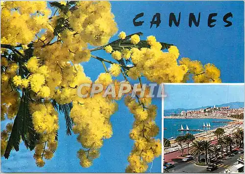 Cartes postales moderne Cannes Cote d'Azur