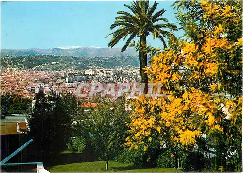 Moderne Karte La Cote d'Azur miracle de la nature Nice Alpes Martimes Las Mimosas en Fleur