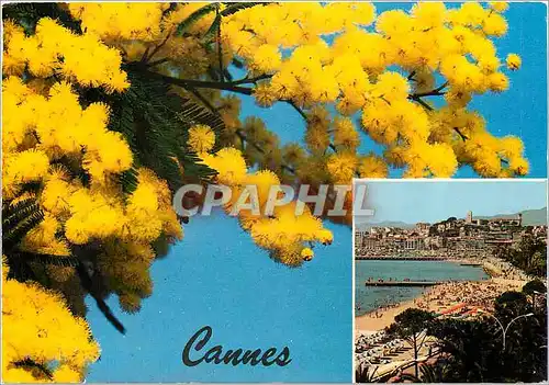 Cartes postales moderne Souvenir de Cannes