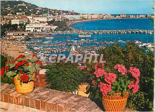 Cartes postales moderne La Cote d'Azur Cannes Le Port et la Croisette