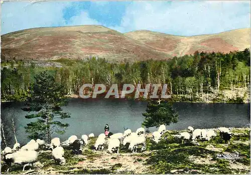 Moderne Karte Correze Pittoresque Paysage Limousin Bergere Moutons