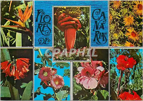 Cartes postales moderne Flores de Canarias