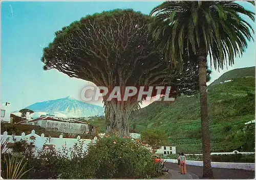 Moderne Karte Icod Tenerife Drago millenaire au fond le Teide
