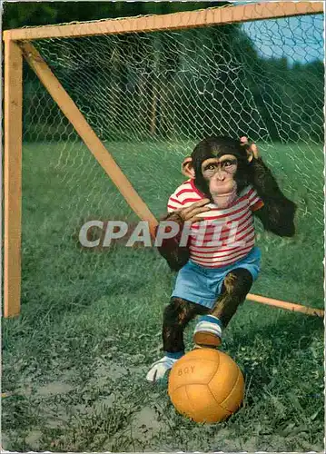 Cartes postales moderne Singe Chimpanze Football