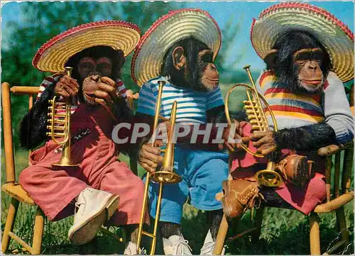 Cartes postales moderne Singe Chimpanze Trompette Musique