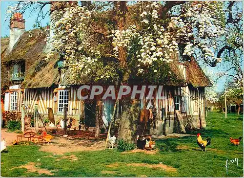 Cartes postales moderne En Vallee d'Auge La Luxuriante Normandie Euphorie Printaniere