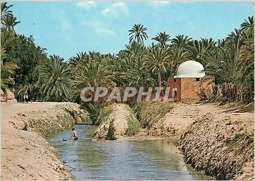 Cartes postales moderne Tozeur Riviere et mamabout dans l'oasis