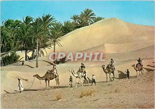 Cartes postales moderne Tunisie Caravane du Sahara Chameaux