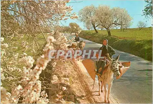 Cartes postales moderne Algarve Portugal Amandiers en fleur Ane Mule
