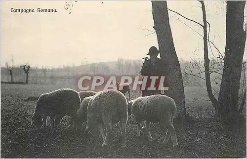 Cartes postales Campagna Romana Berger Moutons