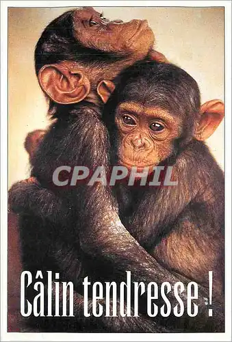 Moderne Karte Calin Tendresse Singe Chimpanze