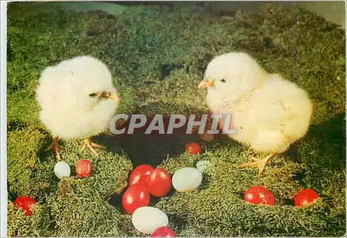 Cartes postales moderne Happy Easter Holidays