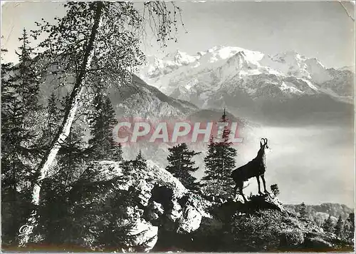 Cartes postales moderne Un Chamois Face au massif du Mont Blanc