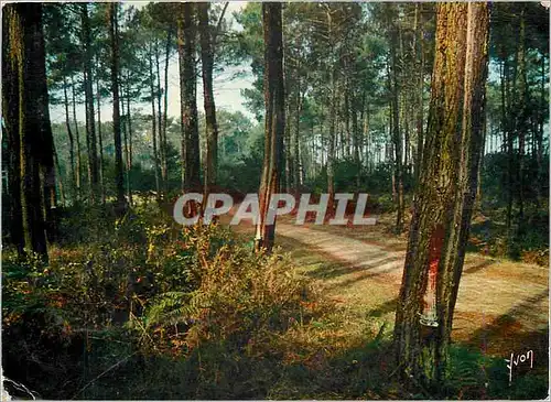 Cartes postales moderne Couleurs et Lumiere de France Route dans la Foret Landaise