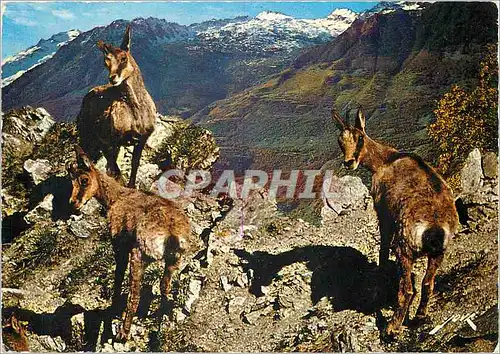 Cartes postales moderne Faune Pyreneenne Isards Veritables