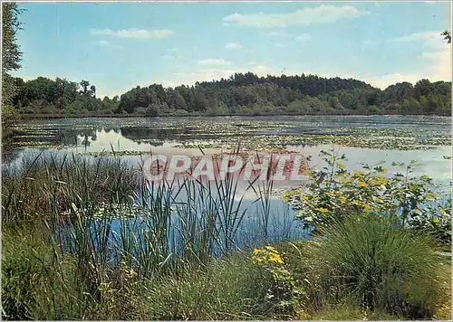 Moderne Karte Paysage de Sologne un etang