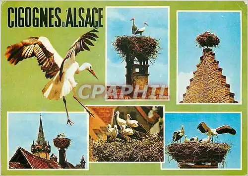 Moderne Karte Les Cigognes sont attachees au passe legendaire de l'Alsace