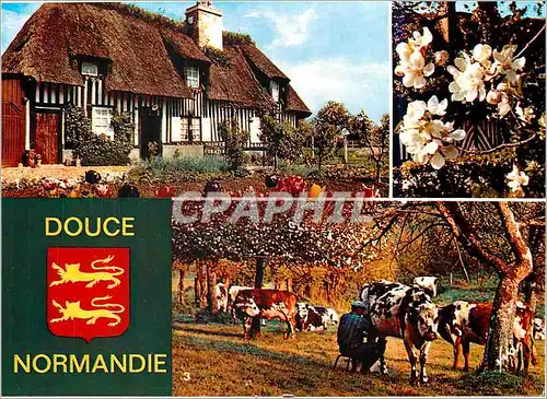 Cartes postales moderne Couleurs et Lumiere de France La Douce Normande