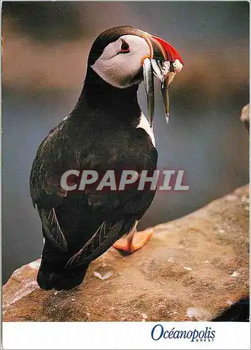 Moderne Karte Oceanopolis Brest Oiseaux des Cotes Bretonnes