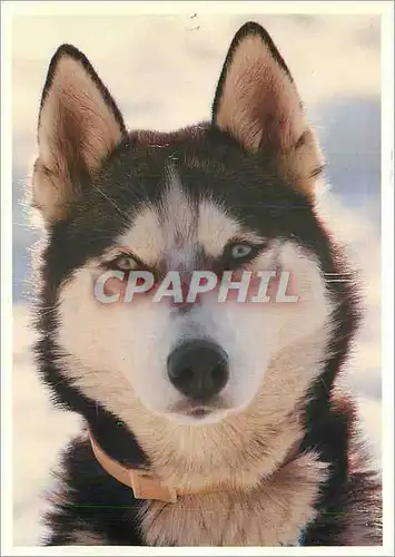 Cartes postales moderne Collection Poudreuse