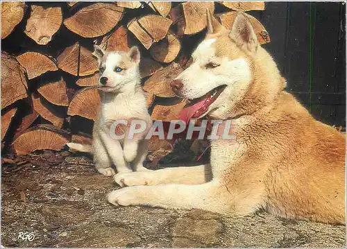 Moderne Karte Images de chez nous Chine et Chiot huskys