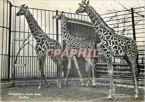 Cartes postales moderne Zoologischer Garten Basel Giraffen