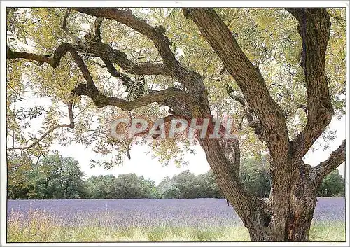 Cartes postales moderne Images de Provence