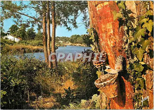 Cartes postales moderne Couleurs et Lumiere de France dans les Landes Au bord d'un courant