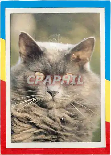 Cartes postales moderne Chat