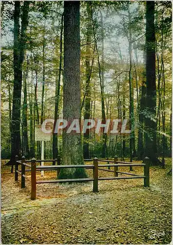 Cartes postales moderne Foret de Berce (Sarthe) Le Nouveau chene Boppe