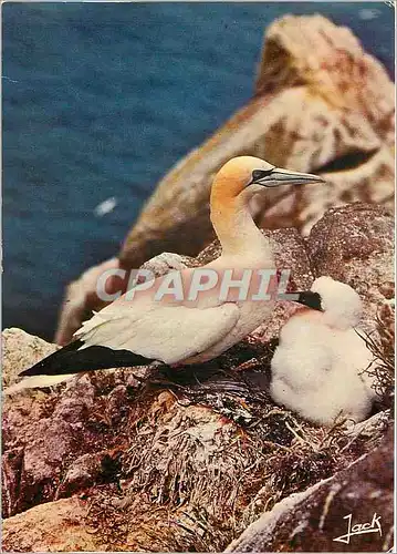 Cartes postales moderne Les Oiseaux de Mer Reserve Ornithilogique des Sept Iles Ligue Francaise pour la Protection des O