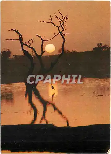 Cartes postales moderne Republique de Cote d'Ivoire Coucher de soleil sur la Lagune