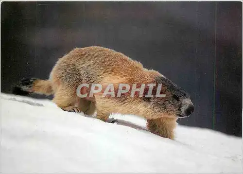 Cartes postales moderne Marmota Marmota